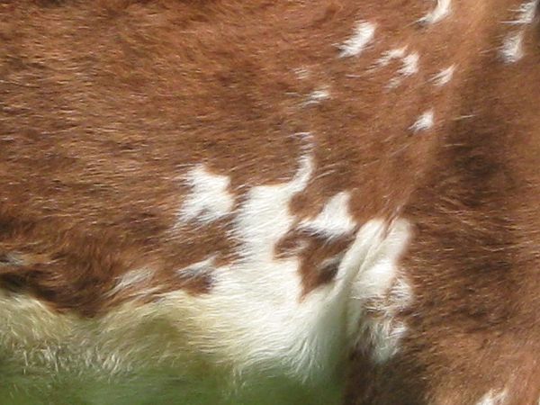 cow texture.