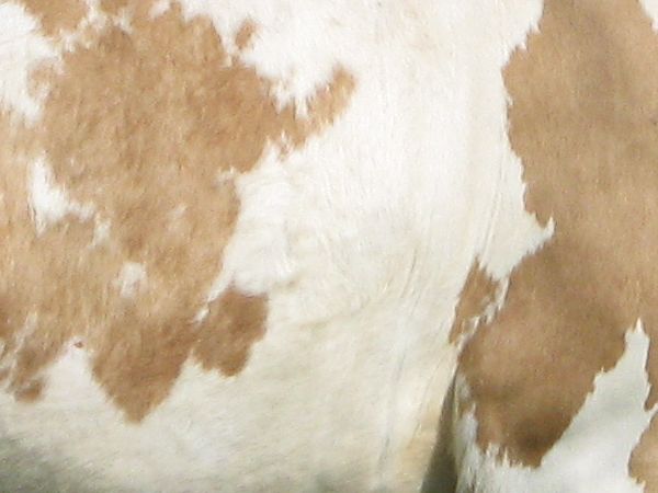 cow texture.