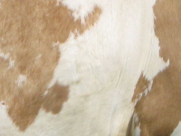 cow texture.