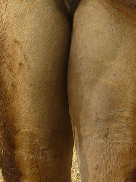 camel texture.