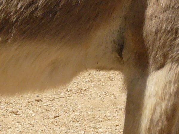 donkey texture.