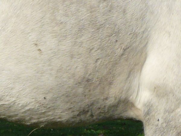 animal texture 0054 - Texturelib