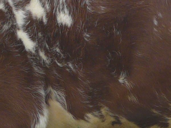 animal  texture