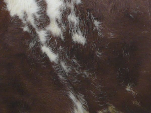 animal  texture