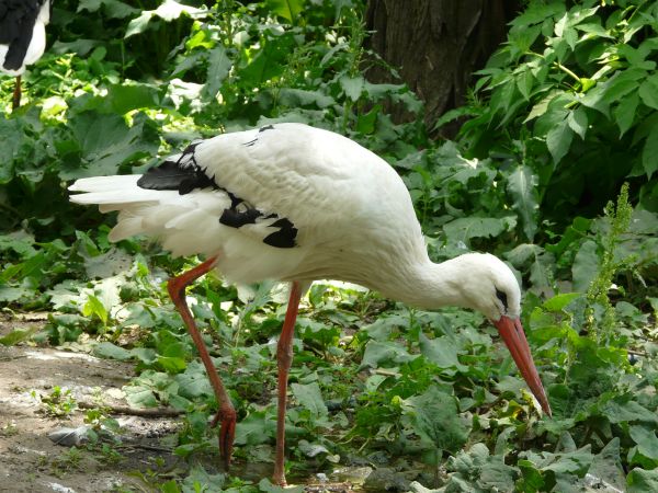 bird  texture