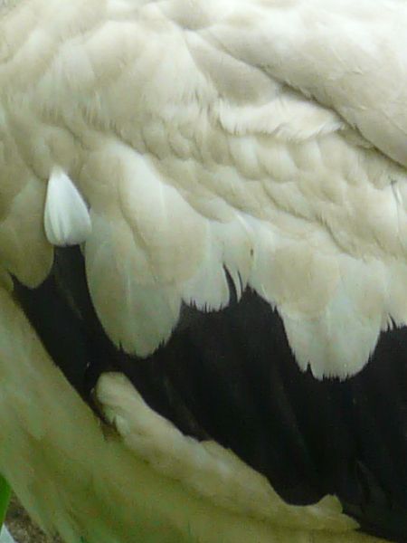 bird  texture