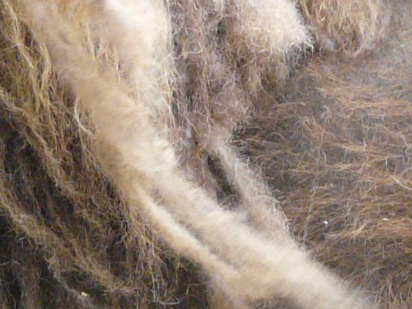 fur  texture