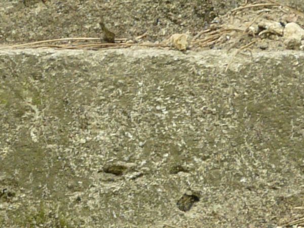 Texture of stairs made of worn, grey stone with some weeds in surface.