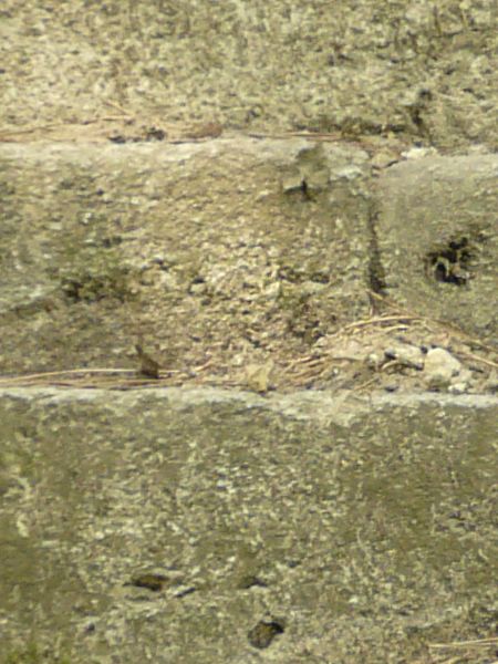 Texture of stairs made of worn, grey stone with some weeds in surface.