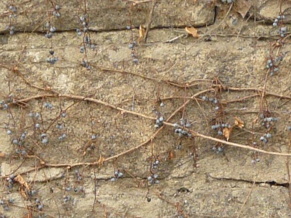 Texture of stone wall in grey tone with thin, dry vines spread across surface.