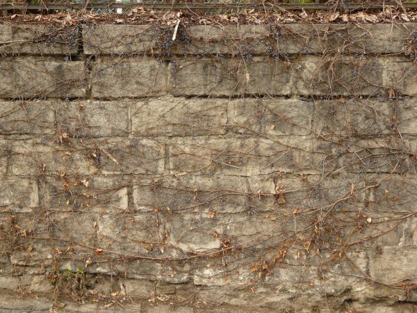 Texture of stone wall in grey tone with thin, dry vines spread across surface.