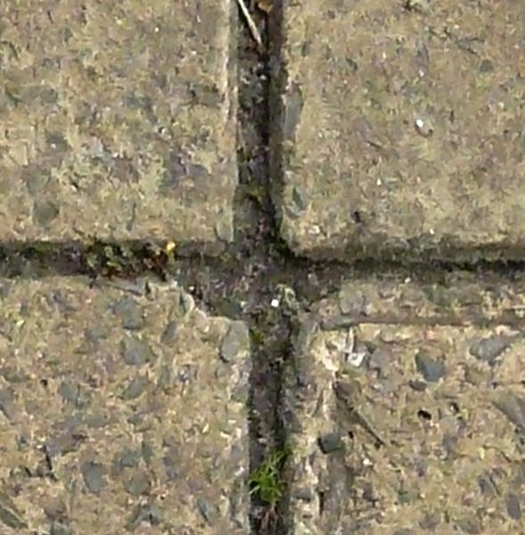 Old square tiles in beige tone with very rough surface and some vegetation in cracks.