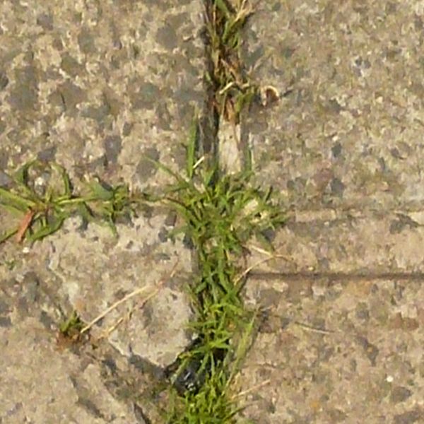 Pavement texture of old, cracked tiles in beige tone with rough surface and vegetation in cracks.