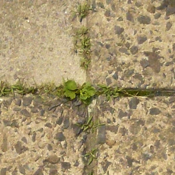 Pavement texture of old, cracked tiles in beige tone with rough surface and vegetation in cracks.