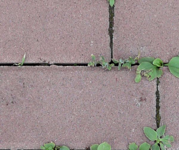 Cement bricks in light red tone with some green vegetation in cracks.