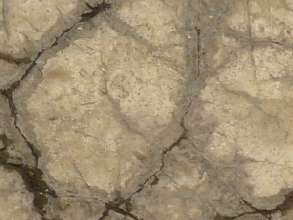 Old cement texture in light brown tone with myriads of cracks throughout surface.