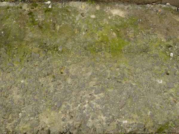 Rough concrete ground texture with rocks embedded in surface and green algae.