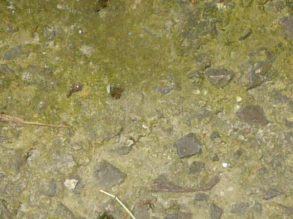 Rough concrete ground texture with rocks embedded in surface and green algae.
