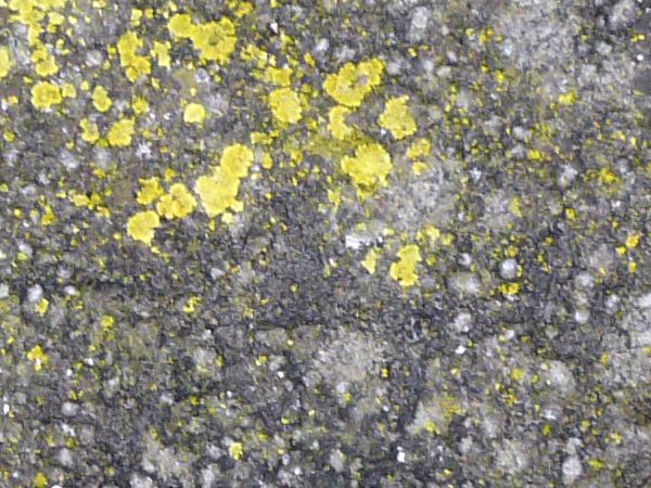 Rough concrete ground texture in dark grey tone with yellow spots on surface.