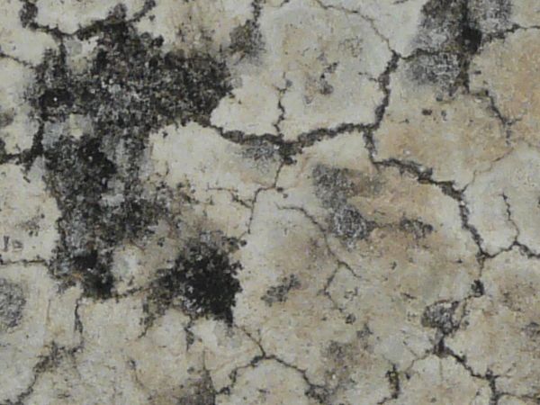 Concrete floor texture with dark spots and myriads of thin cracks throughout surface.