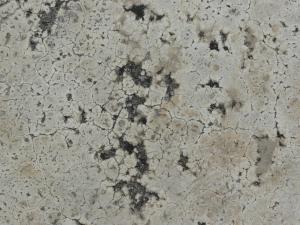 Concrete floor texture with dark spots and myriads of thin cracks throughout surface.