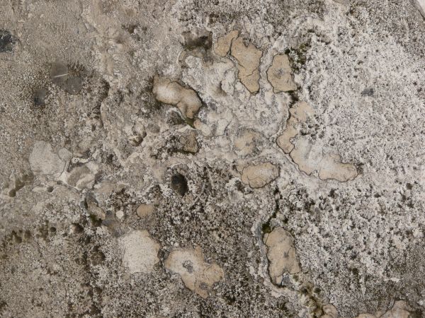 rough concrete  texture