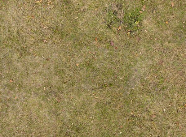 Short dry grass texture with dry twigs and leaves strewn about.