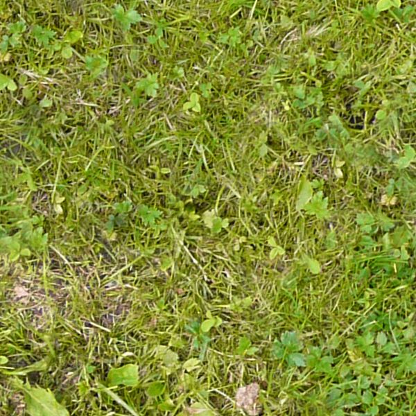 Lawn containing consistent, short grass of varying types.