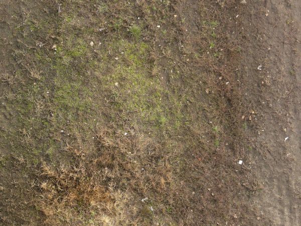 Dirt ground in dark color with very small green plants and rare tufts of grass.