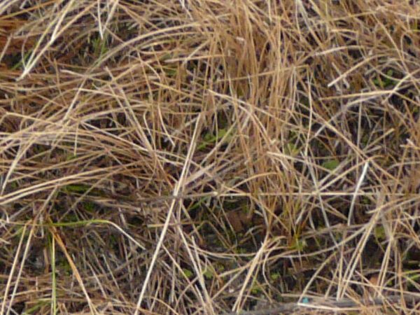 Long, dry grass in yellow color with amongst dirt and few green plants.