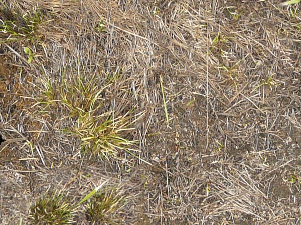 Dry grey grass matted down in some areas with small, rare tufts of green grass.