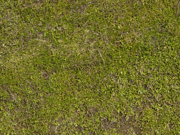 Short green grass amongst dirt and dry grass and twigs.