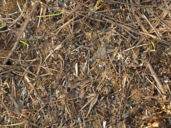 Ground texture containing dry twigs and grass among dark, arid dirt.