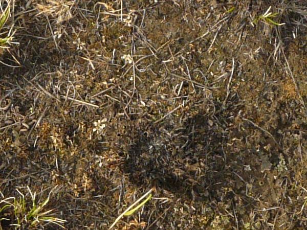 Texture consisting of small tufts of dry grass in dark, barren dirt.