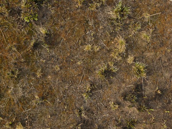 Texture consisting of small tufts of dry grass in dark, barren dirt.