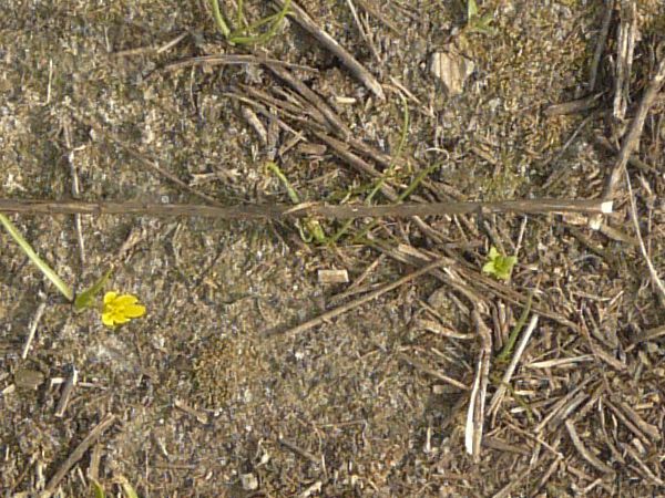 Dirt texture with twigs and small green tufts of grass with yellow flowers.