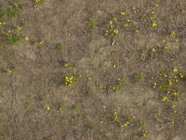 Dirt texture with twigs and small green tufts of grass with yellow flowers.