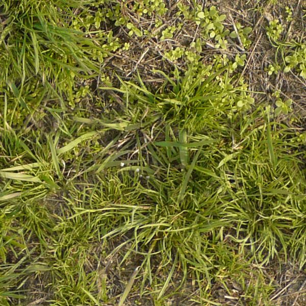 Texture consisting of inconsistent grass of varying types and lengths.