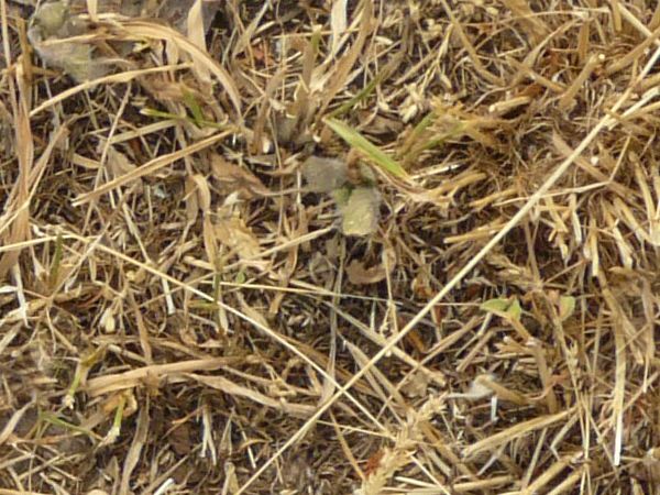Texture with dry grass and small green sprouts.