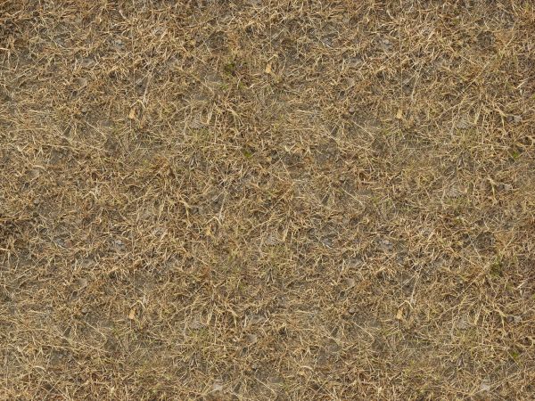 Texture with dry grass and small green sprouts.