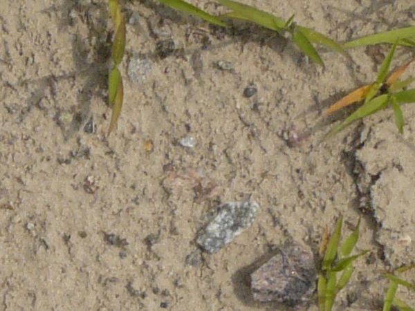 Texture containing short tufts of green grass in dry, tan sand.