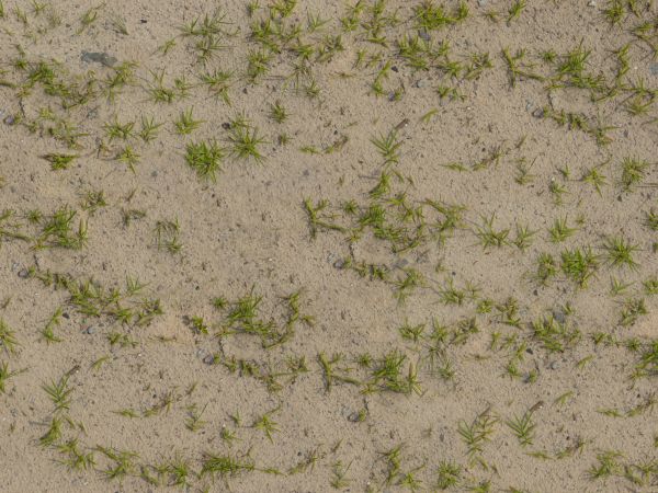 Texture containing short tufts of green grass in dry, tan sand.