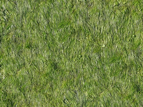 Texture of long, matted green grass.