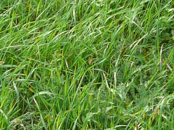 Seamless texture with green grass of inconsistent length and density.