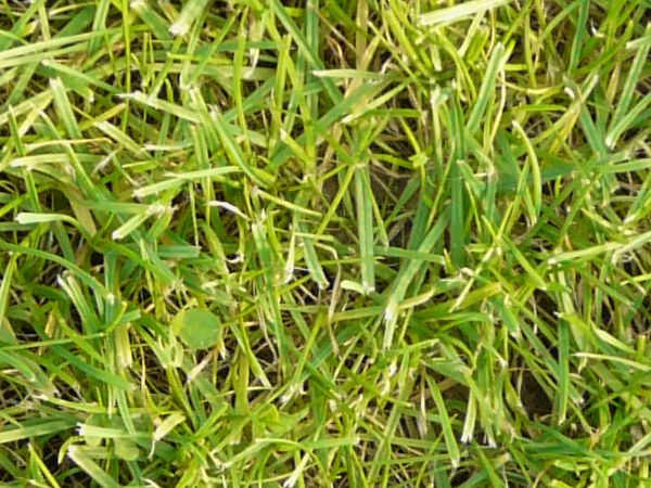 Seamless lawn texture with grass of uniform type and full color.