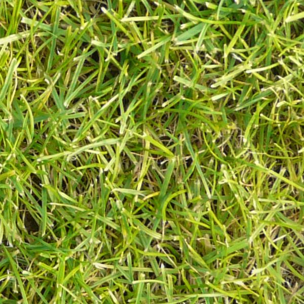 Seamless lawn texture with grass of uniform type and full color.