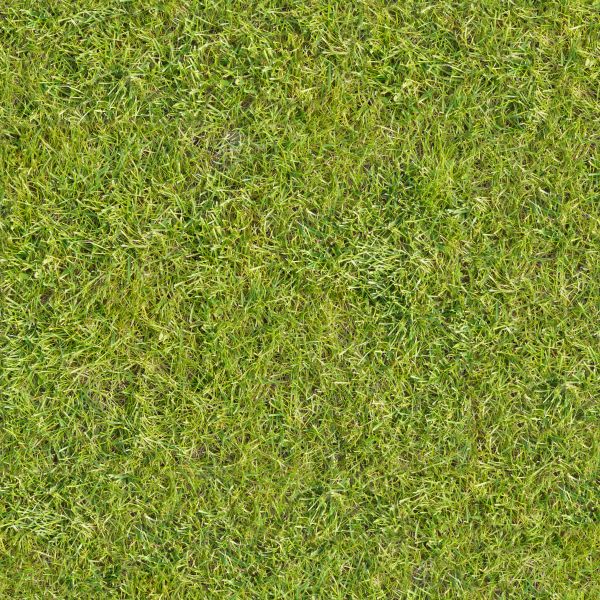 Seamless lawn texture with grass of uniform type and full color.