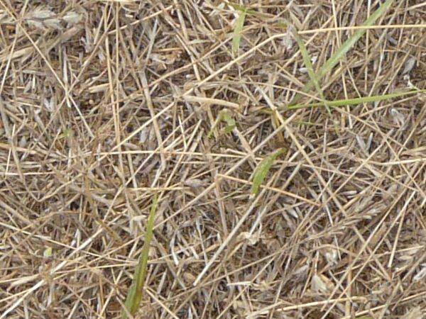 Ground texture with dry grass and few, small green plants.