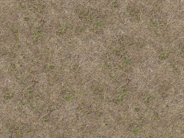Ground texture with dry grass and few, small green plants.