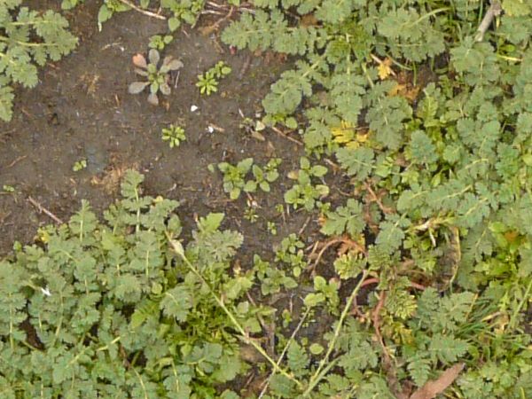 Ground texture with short leaf-like grass and patches of dirt.